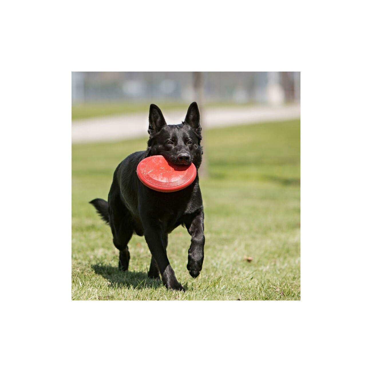 KONG Frisbee rot S