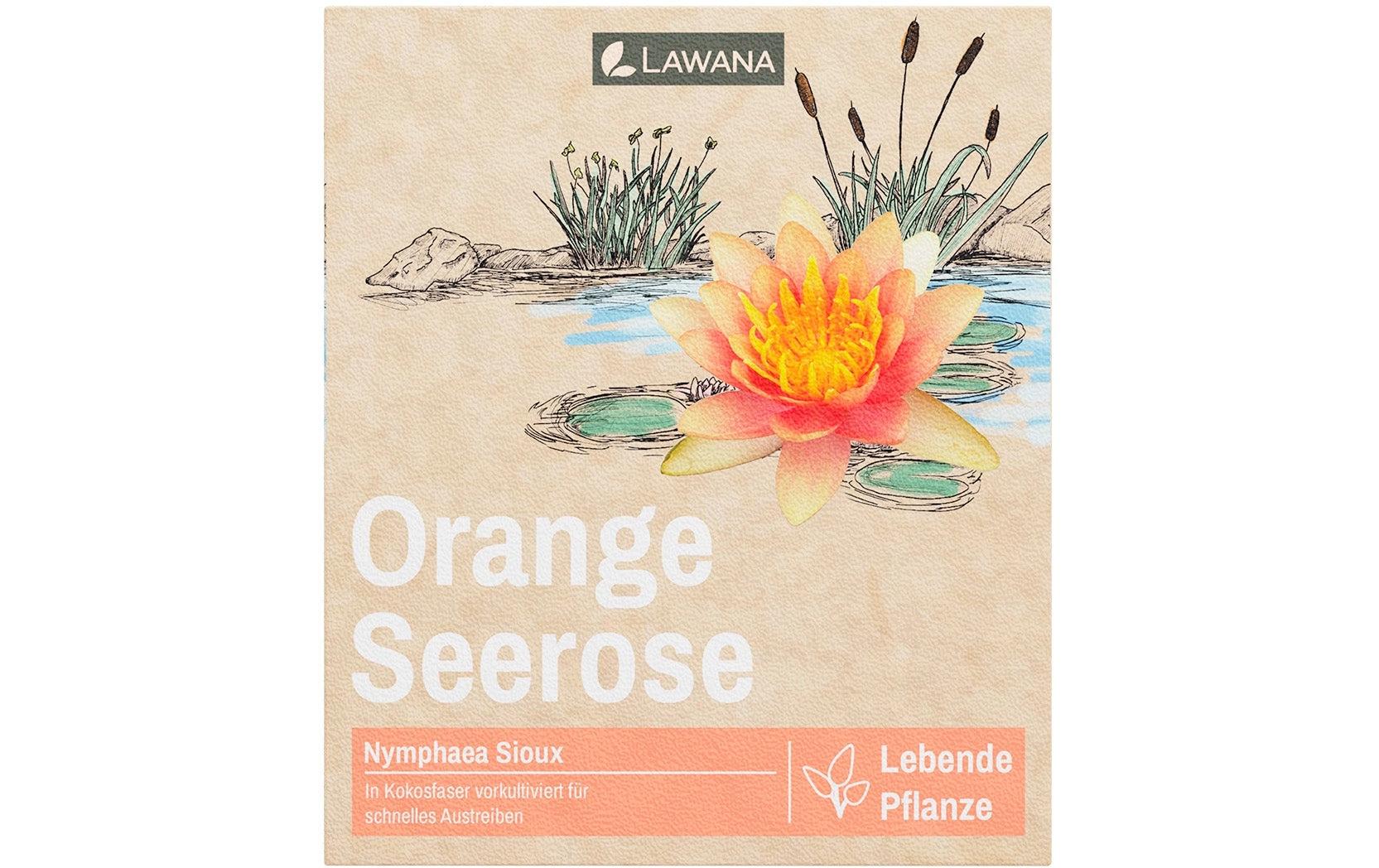Echte Seerose Nymphaea Natura Coco «SiouxIn Kokosfasern vorgewachsene Seerose