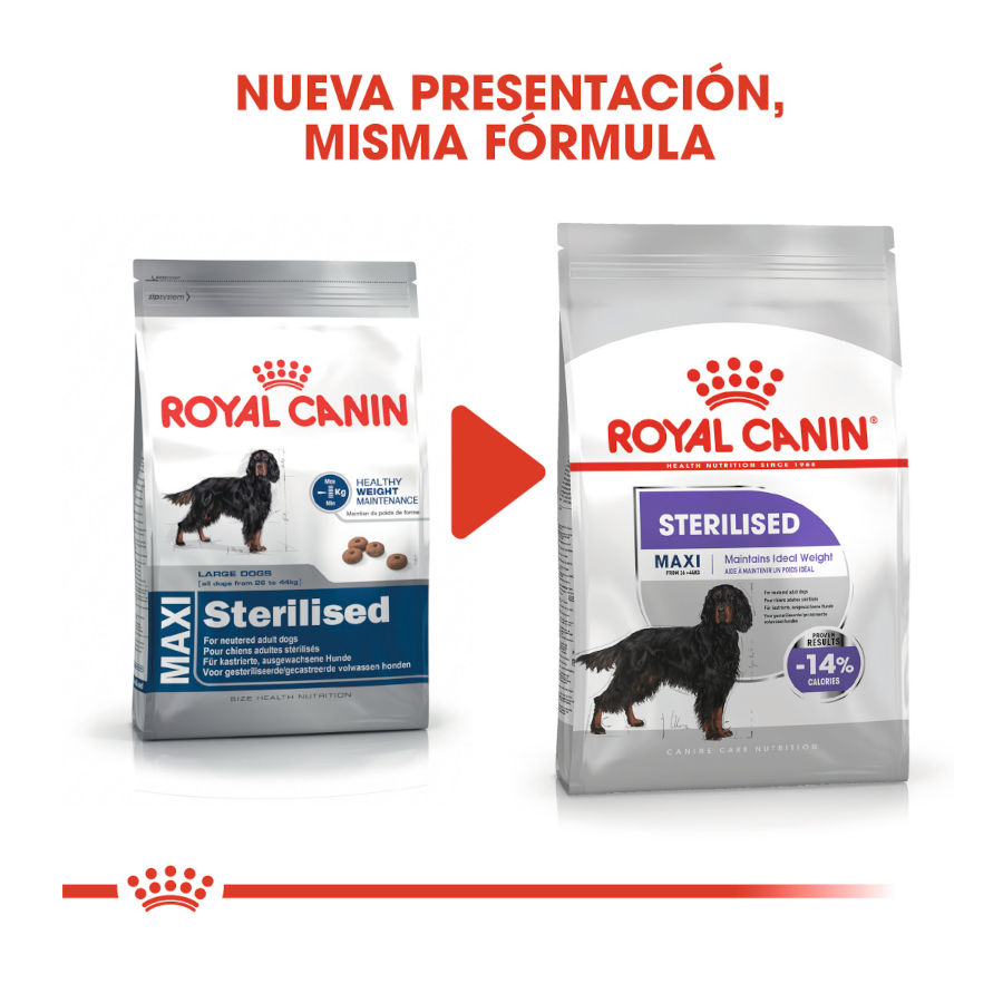 Ração esterilizada Royal Canin Maxi para cães