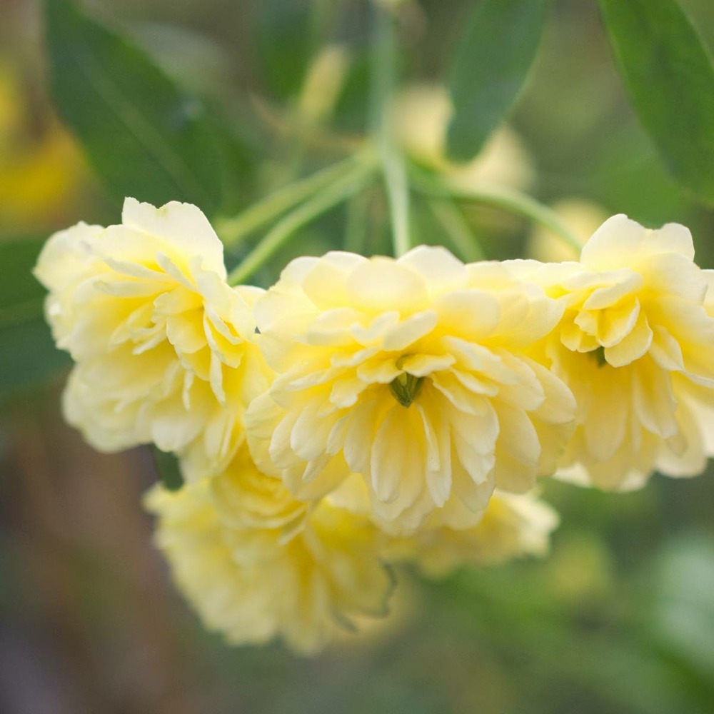 Rosier liane banksiae lutea/rosa liane banksiae lutea[-]godet - 5/20 cm