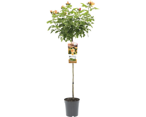Rozenstruik 'Hansestadt Rostock' FloraSelf Rosa 'Hansestadt Rostock' stamhoogte 90 cm Co 6,5 L