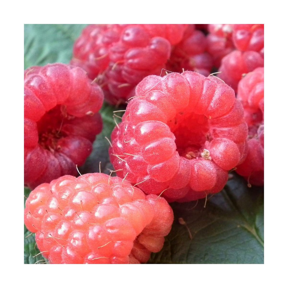 Framboisier idaeus zeva/rubus idaeus zeva[-]godet - 5/10 cm