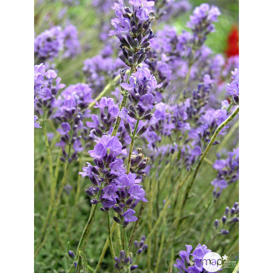 Lavandula angustifolia : C2L - Coloris variables