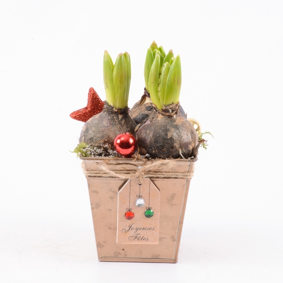 Jacinthe x3 avec pot décoration Noël D11cm