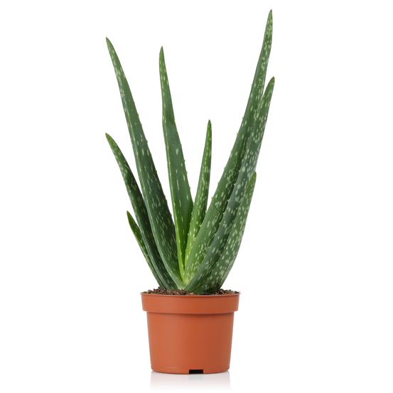 Aloe Vera H35cm - pot D12cm