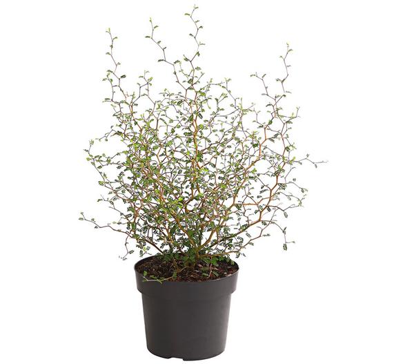 Schnurbaum 'Little Baby'