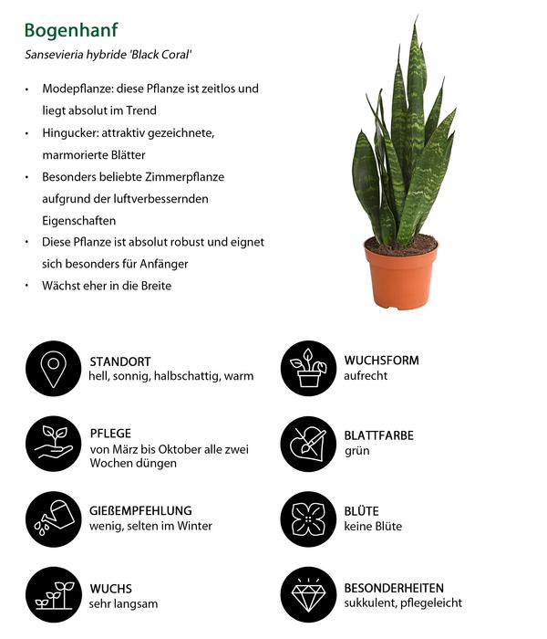 Bogenhanf - Sansevieria 'Black Coral'