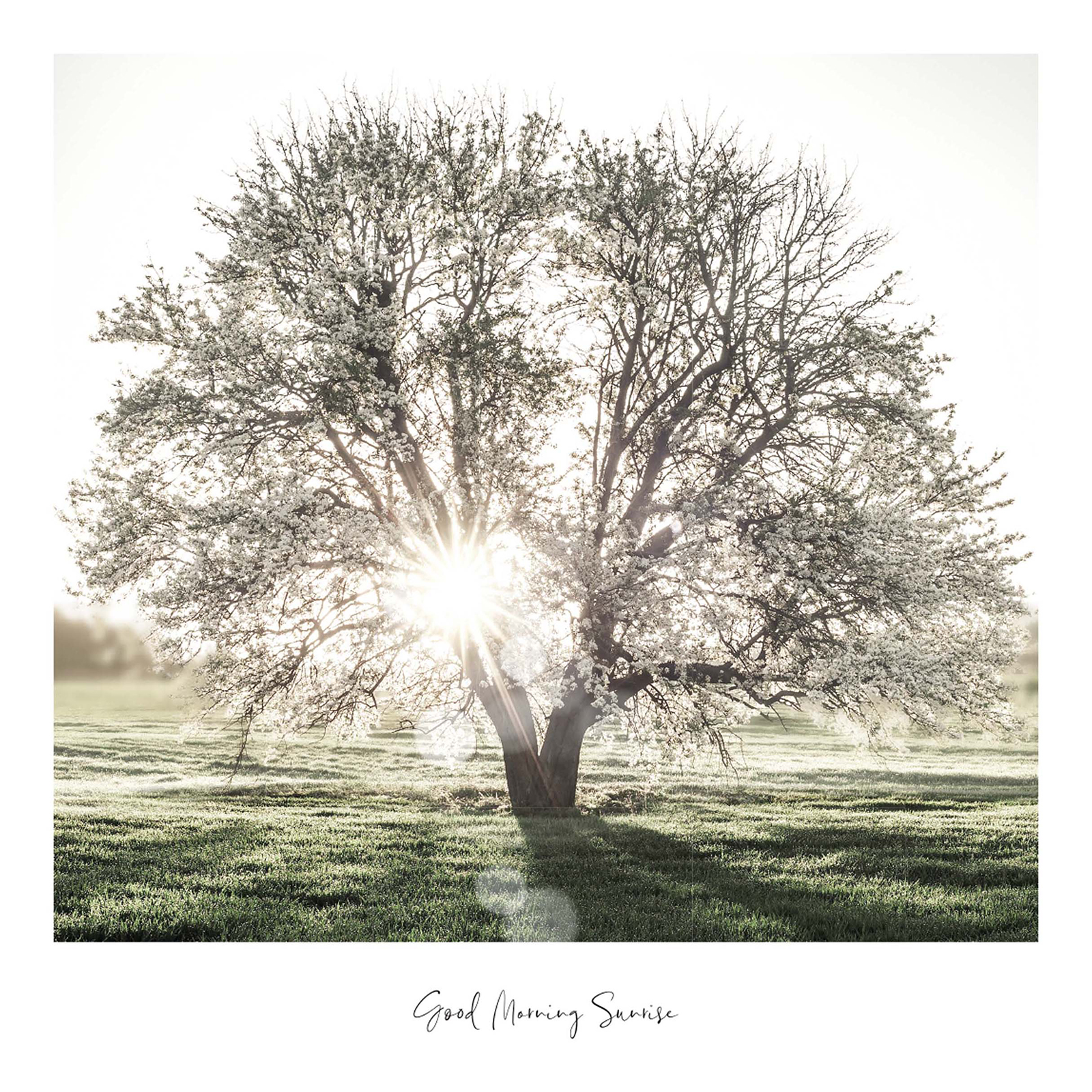 Gerahmtes Bild SUNBEAM TREE - 50x50 cm