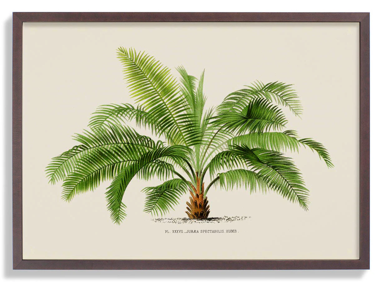 Jubaea Spectabilis Palm Tree Kunstdruck