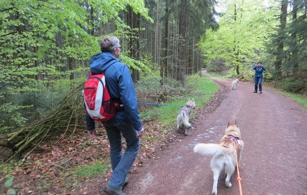 Husky-Trekking in Kulz - Wandern mit Huskies