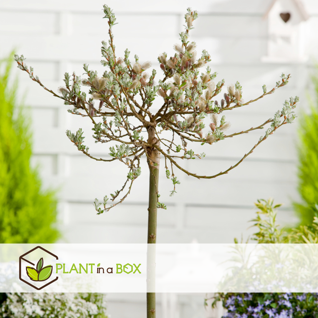 Salix helvetica - saule nain - lot de 2 - arbre - ⌀19 cm - hauteur 80-90 cm