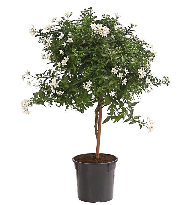 Jasminblütiger Nachtschatten, Stämmchen