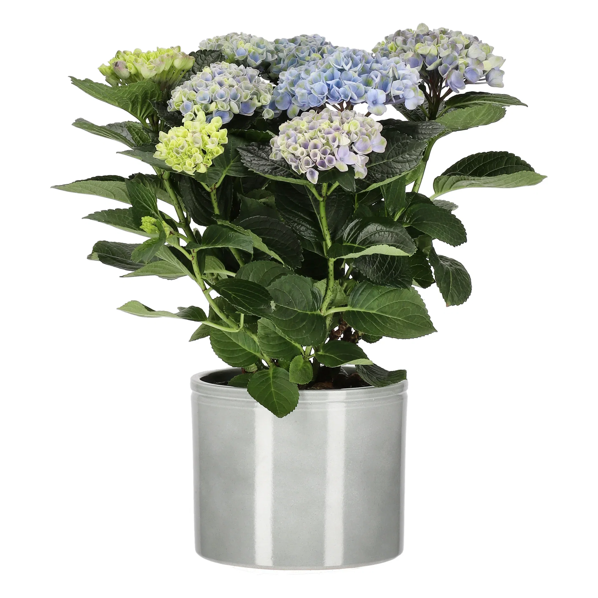 Hydrangea macrophylla MAGICAL Hortensia 'Magical' Høyde 32 cm