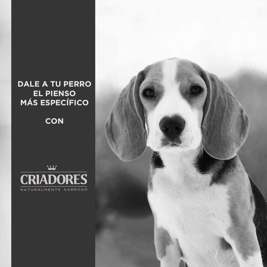 Ração hipoalergênica para cães adultos da Breeders Dietetic.