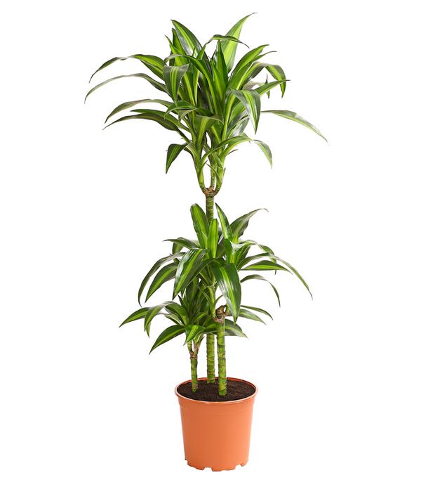 Drachenbaum - Dracaena fragrans 'Hawaiian