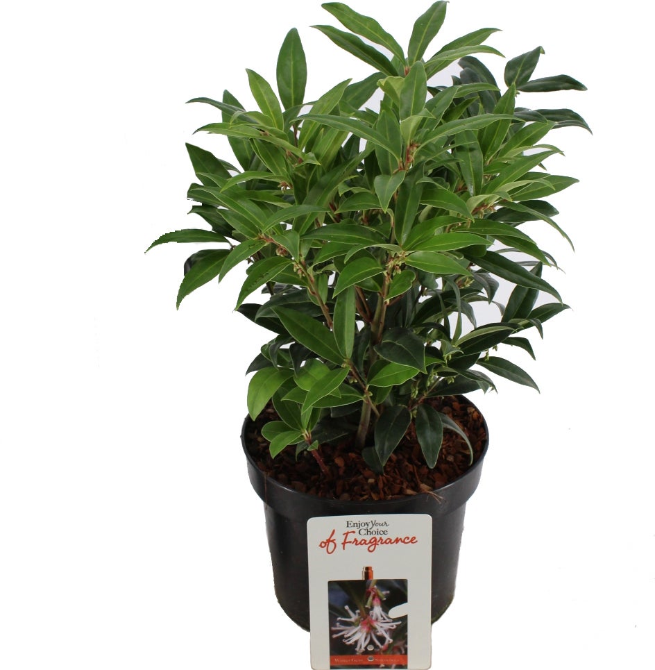 Vleesbes (Sarcococca humilis 'Winter Gem') D 17 H 20 cm