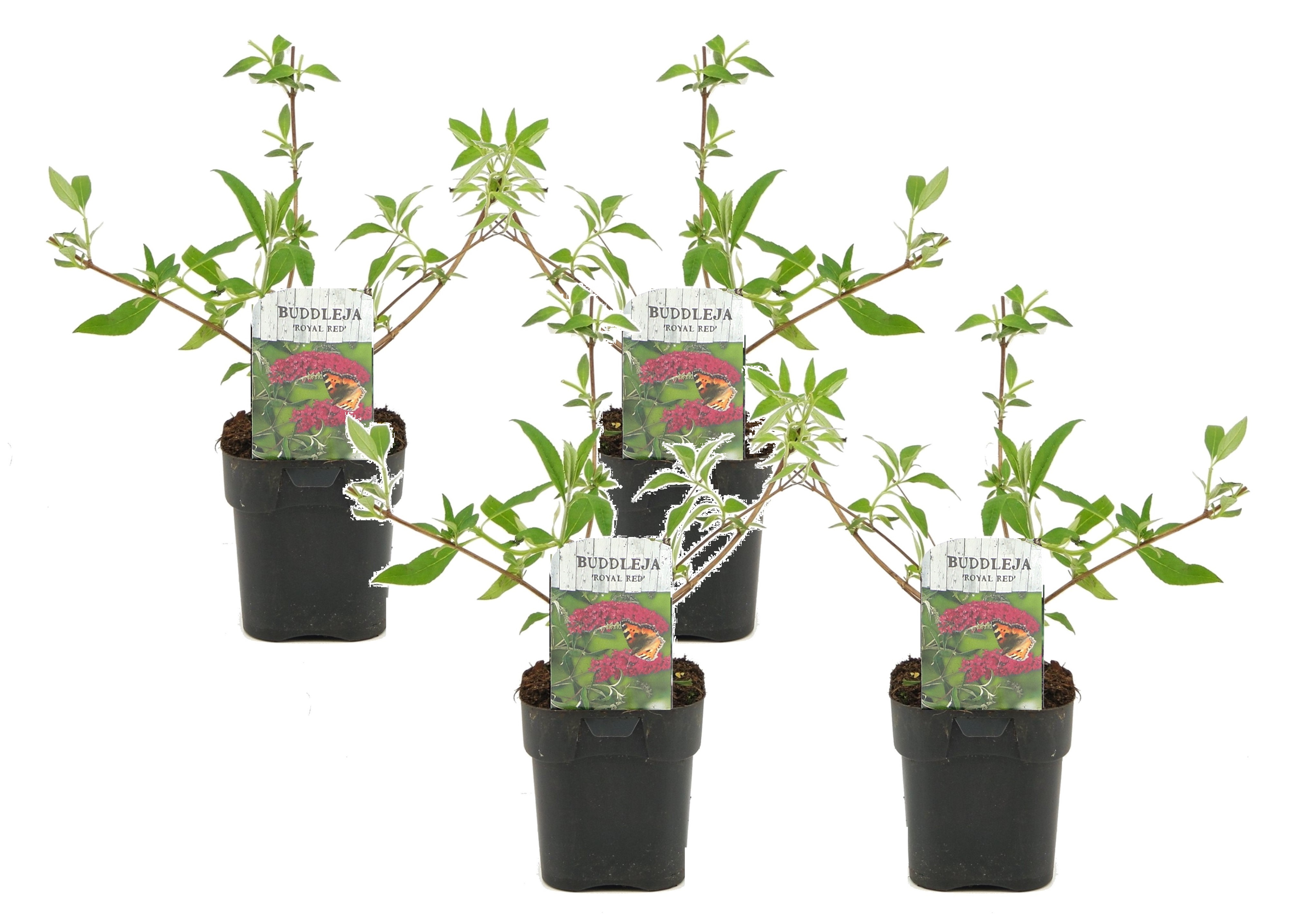 Buddleja davidii royal red - set de 4 - buddleia - pot 17cm - hauteur 30-40cm