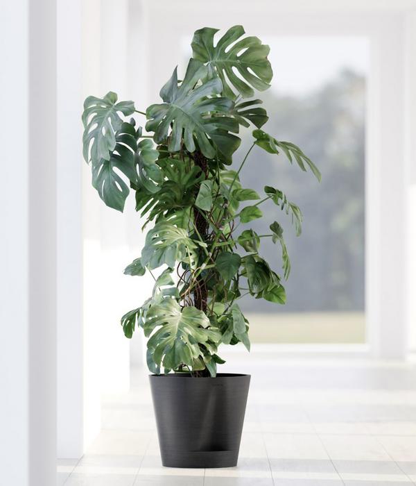 Ecopots Kunststoff-Topf Venice 2, rund
