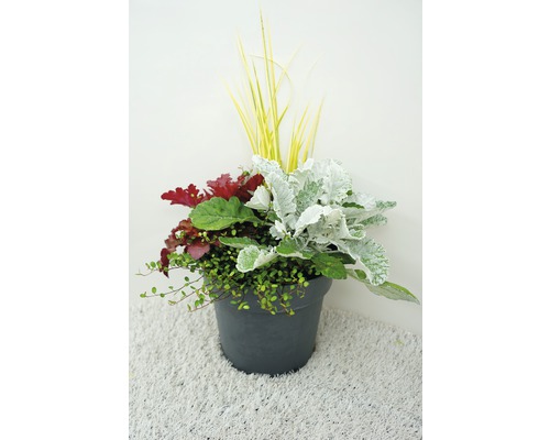 Herfstmagie Gemengde Planten Ø 24 cm Pot