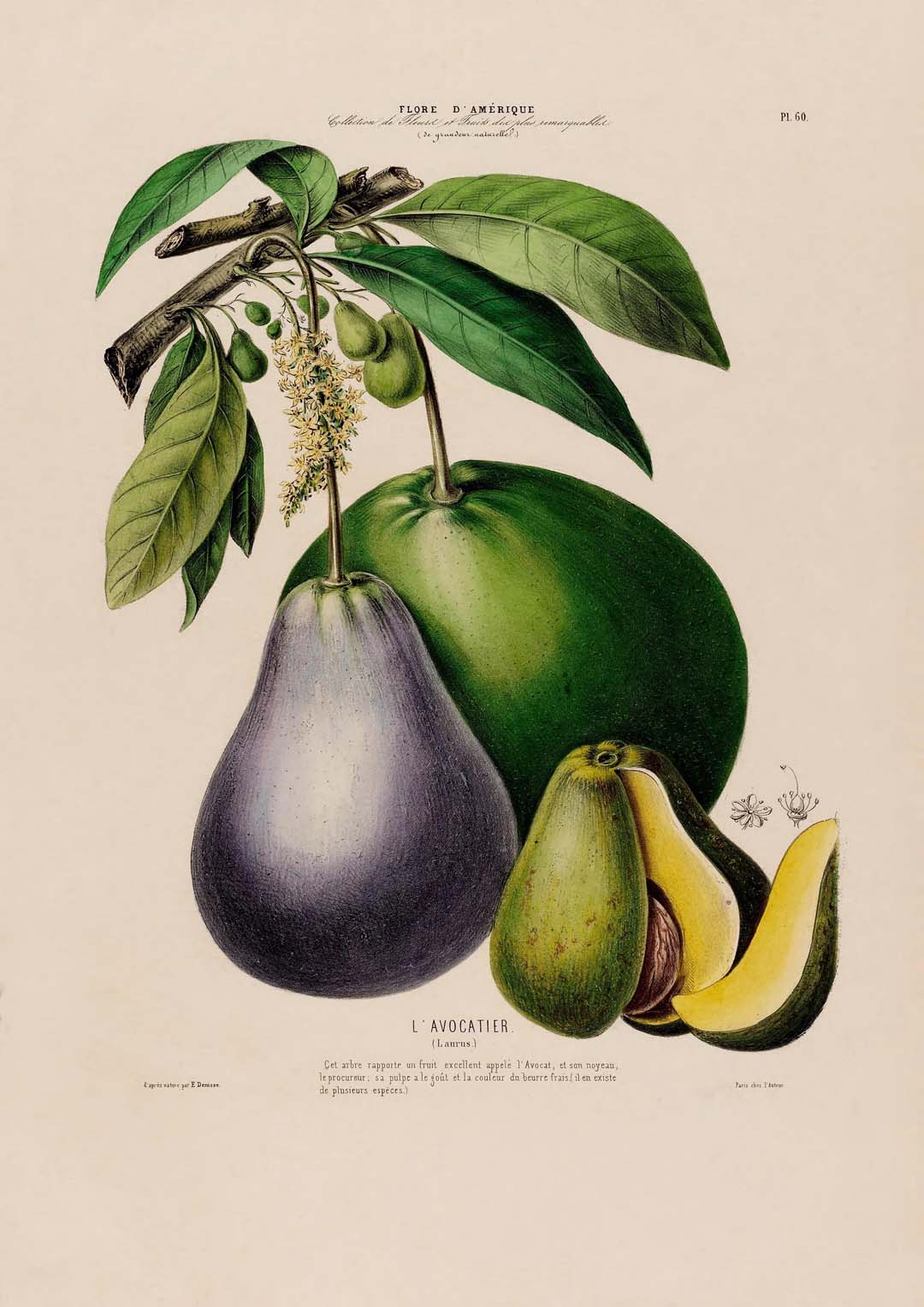 L'Avocatier