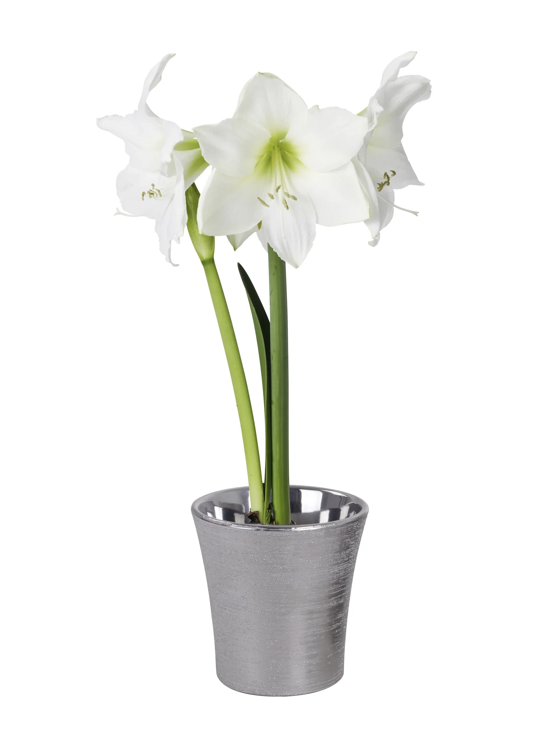 Hippeastrum x hortorum Amaryllis 2- grenet Omkrets 32 cm