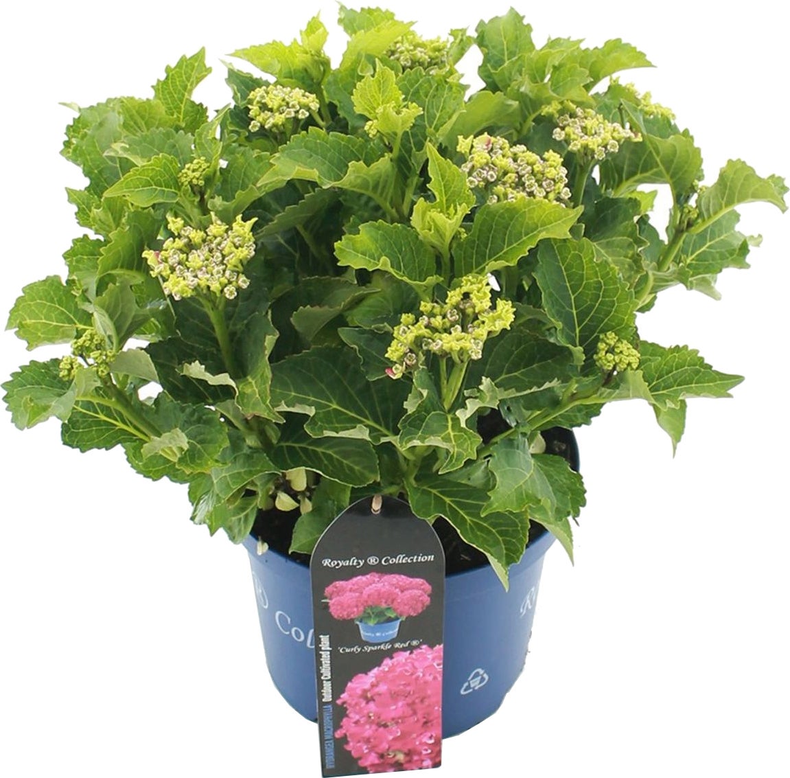 Hortensia (Hydrangea macrophylla 'RC Curly Sparkle Red') D 23 H 45 cm