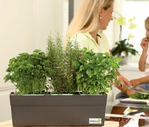 GREENBAR® Petersilie, glatt
