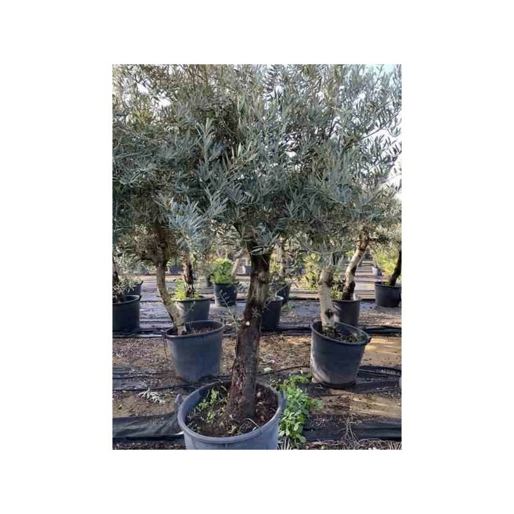 Olea europaea (oliviers) gros sujets blanc - taille périmètre de tronc 30/40cm - 170/220cm