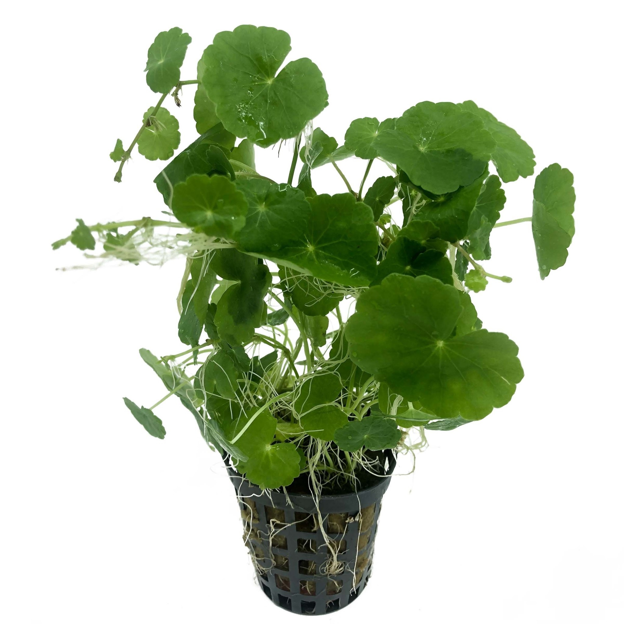 Waterplant Hydrocotyle Leucocephala in pot