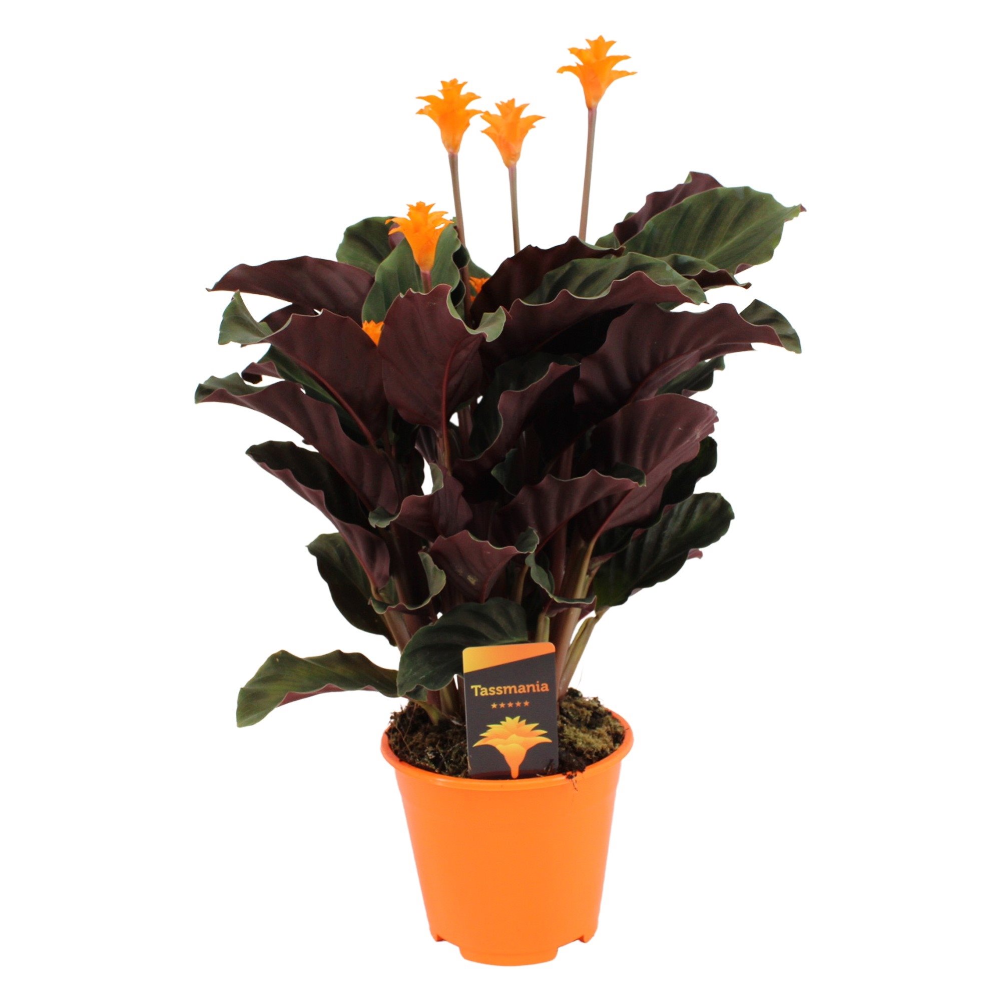 Calathea crocata - purificateur d'air - pot 14cm - hauteur 40-50cm