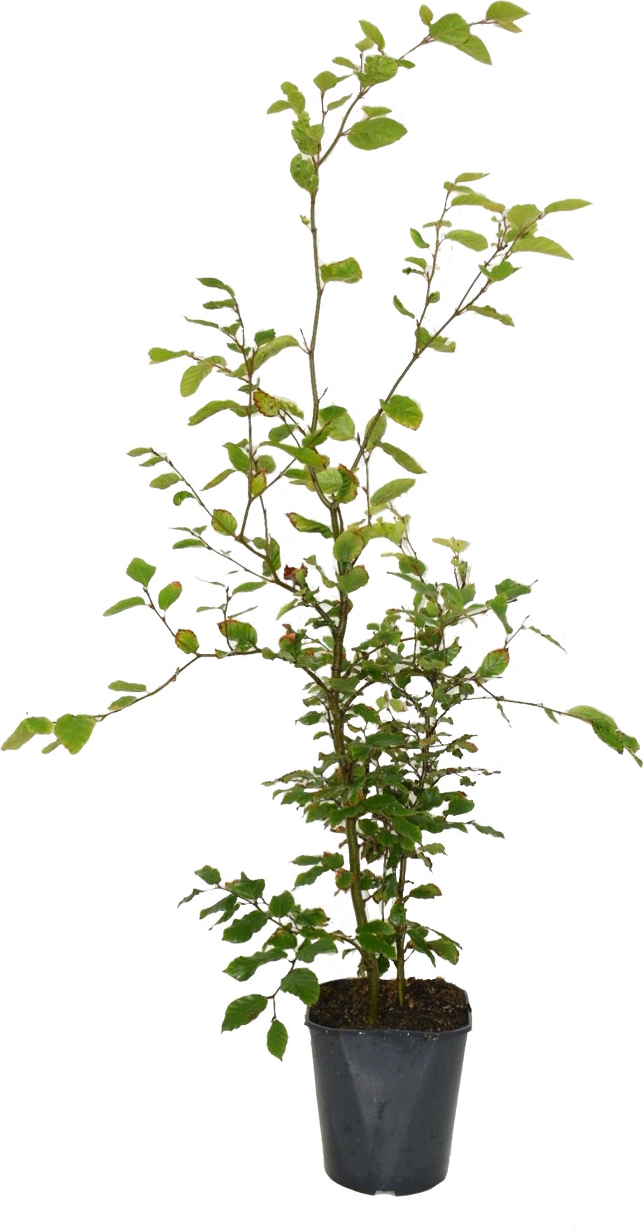 Beuk (Fagus sylvatica) D 23 H 125 cm