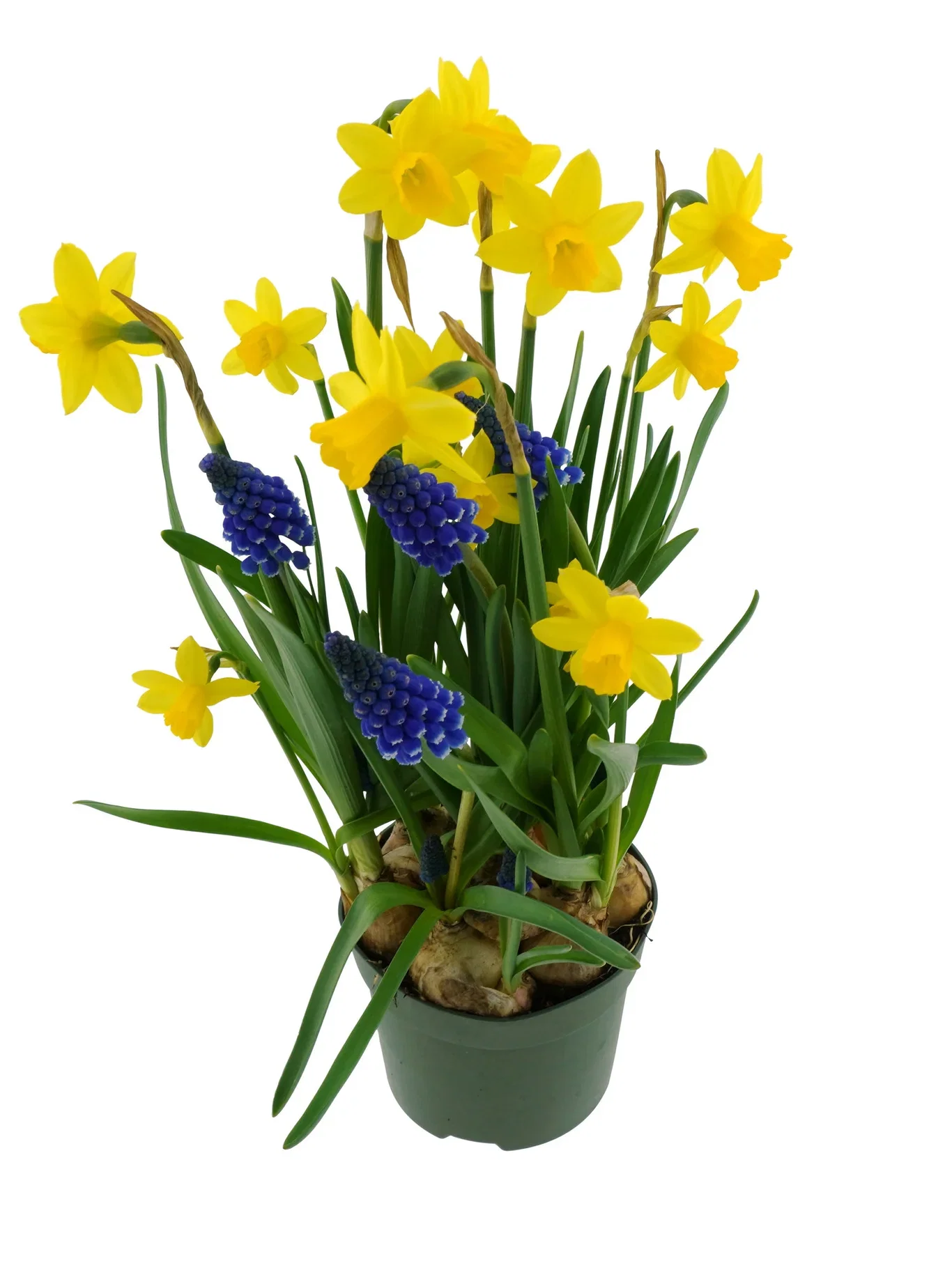Narciss Romantic Garden Ø12 cm