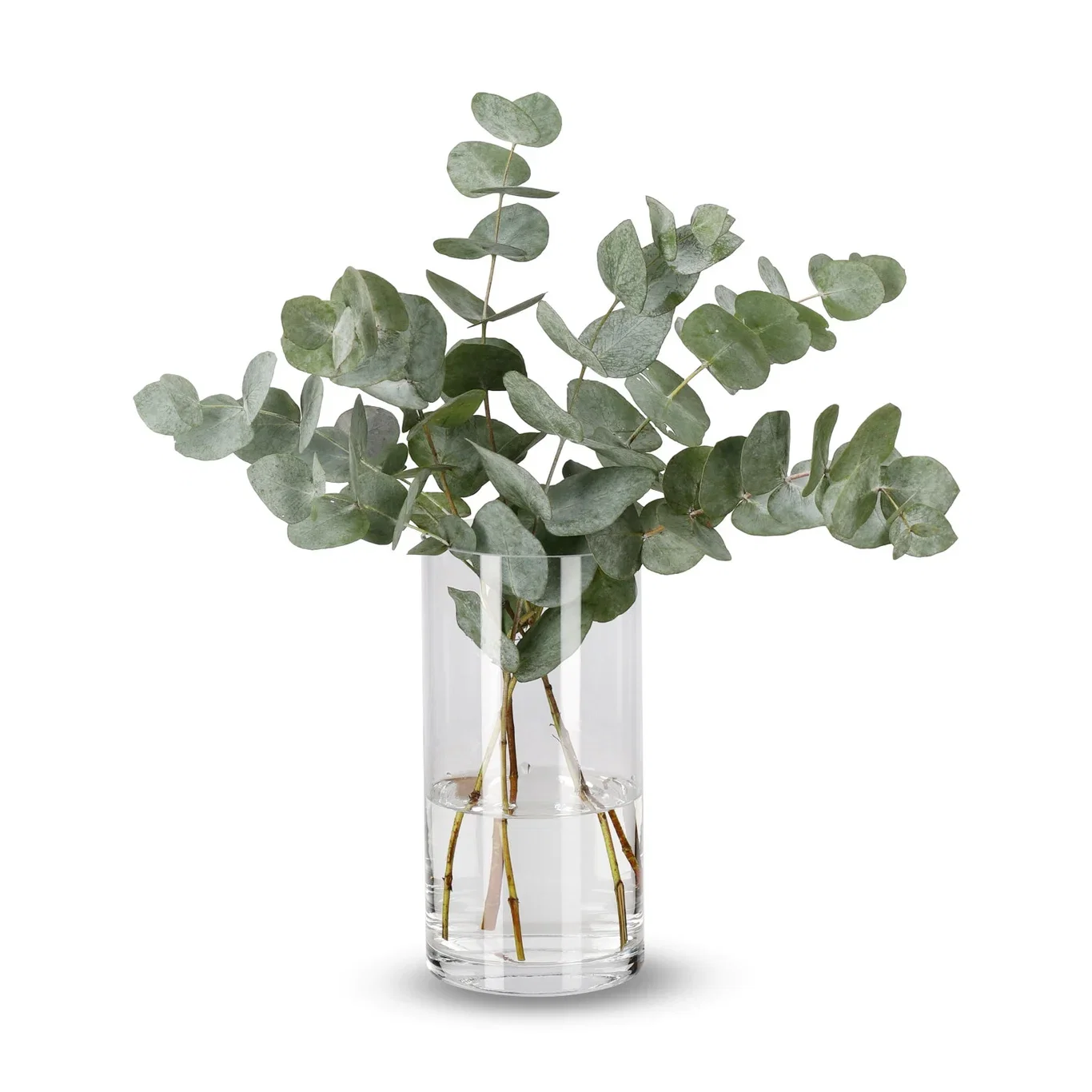 Eukalyptus 5pk Høyde 40 cm