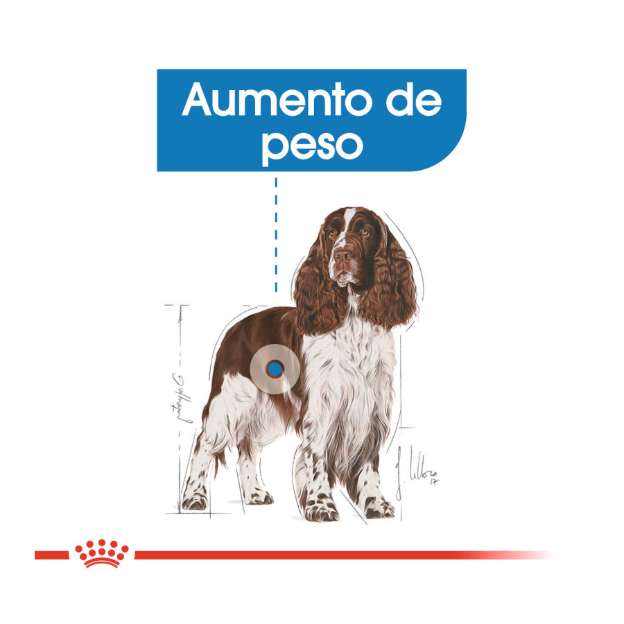 Ração Royal Canin Medium Light Weight Care para cães