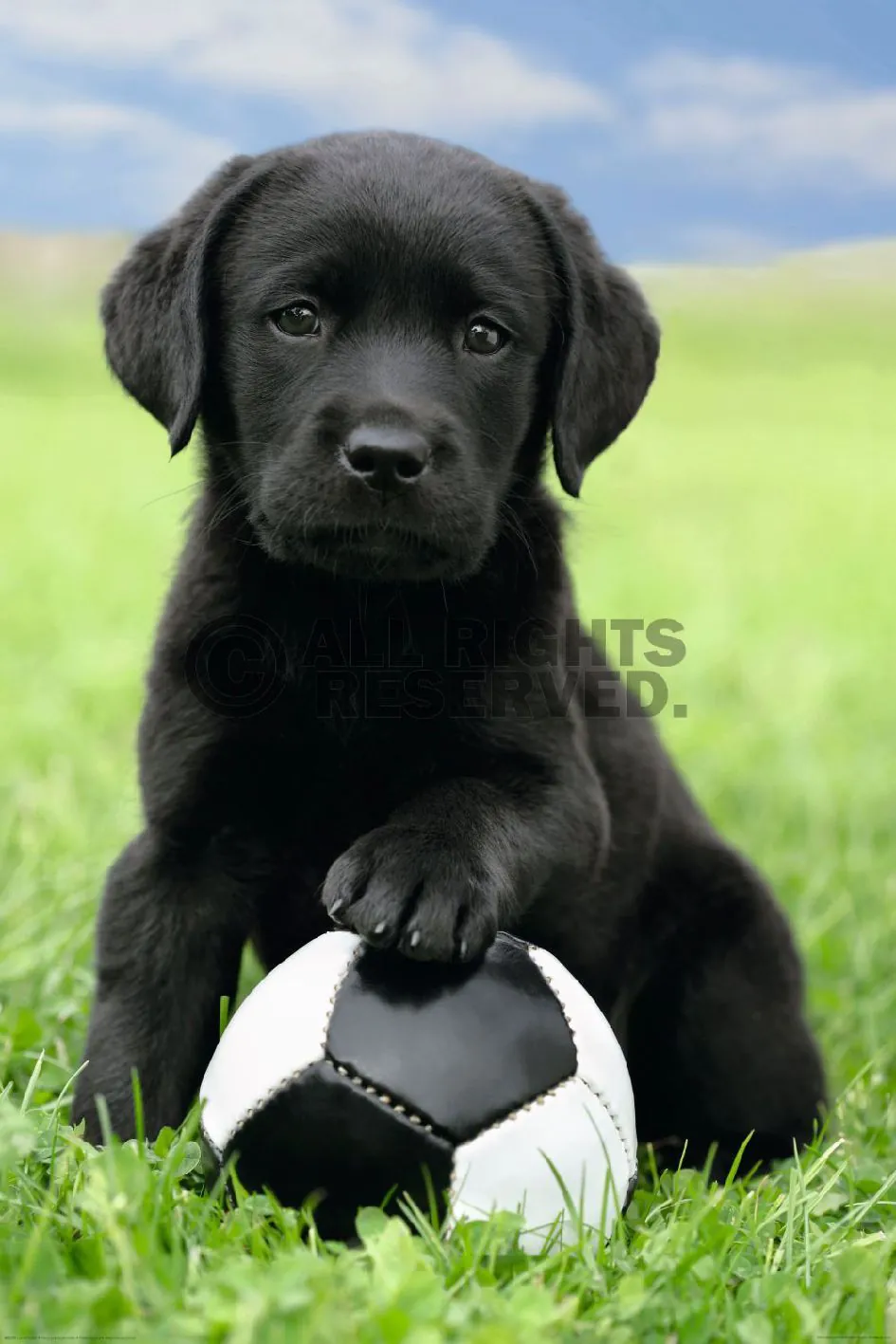 Poster Hund, 61 x 91 cm