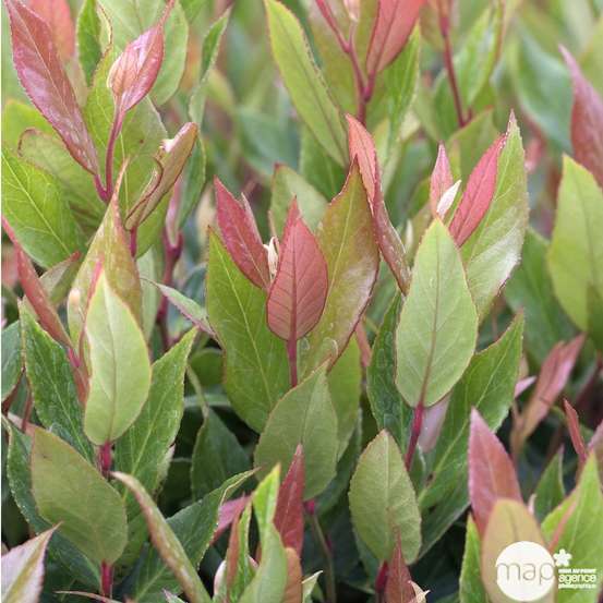 Leucothoe 'Little Flame' : pot 5L