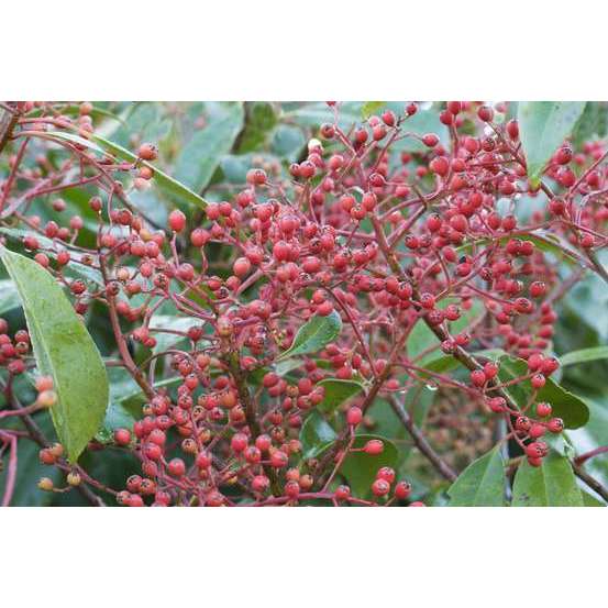 Photinia red Robin H125/150cm- pot 18L