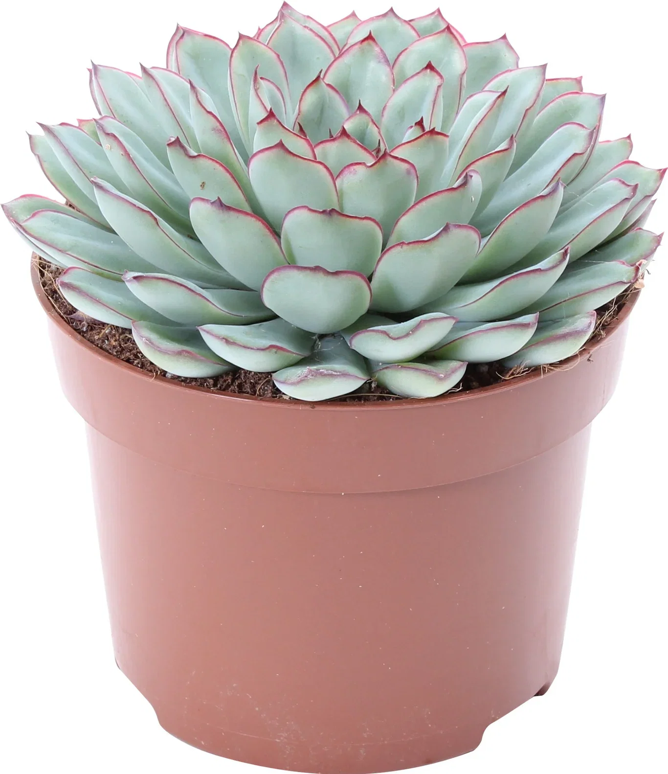 Echeveria Pulidonis 12cm Echeveria Pulidonis Sukkulentplante Høyde 15 cm