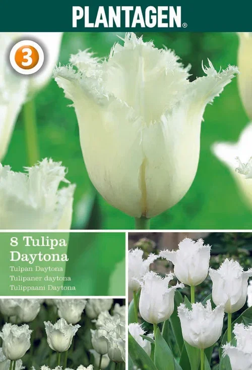 Tulipa gesneriana (Fringe flowering Group) 'Daytona' Tulipan 'Daytona'