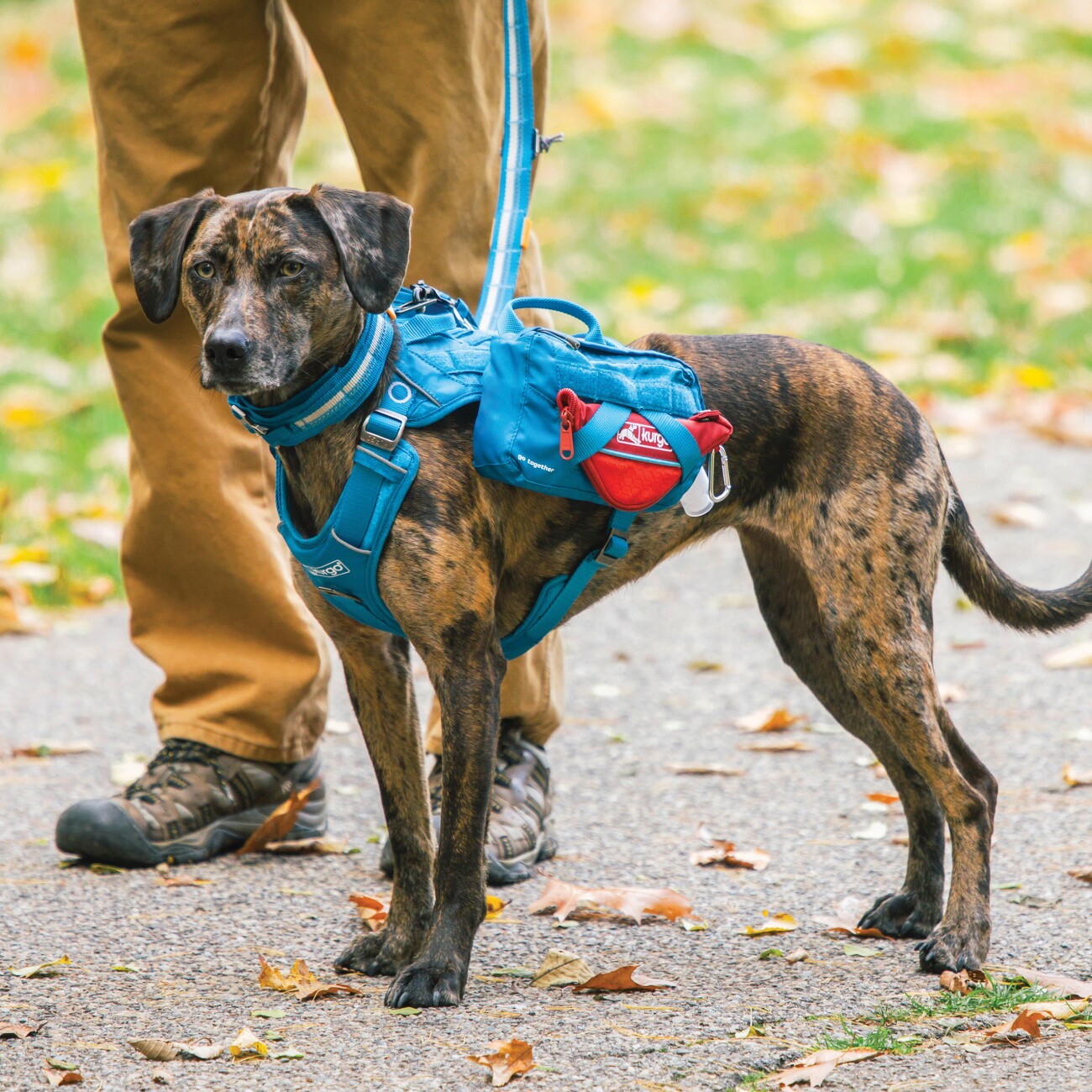 Kurgo Zusammenklappbarer Futter- und Wassernapf für Hunde