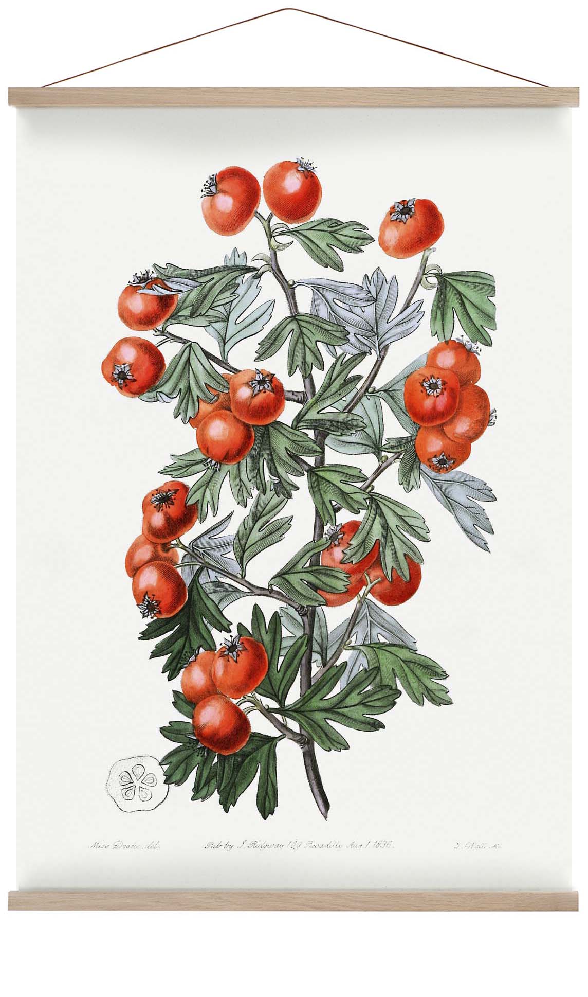 Tomaten
