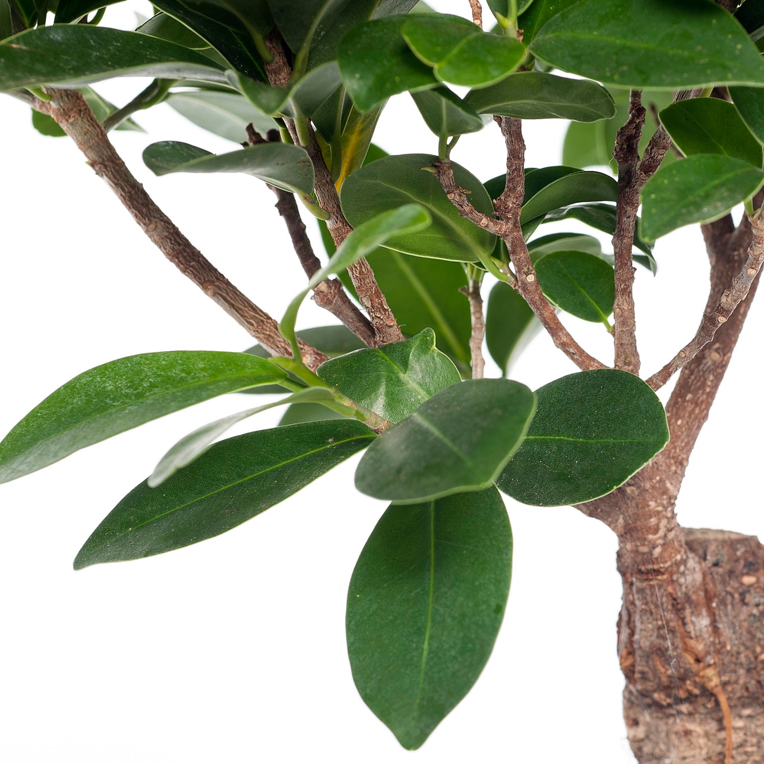 Chinese vijg (Ficus microcarpa 'Ginseng') D 15 H 40 cm