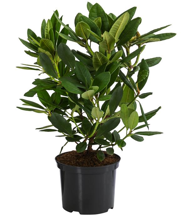 Rhododendron