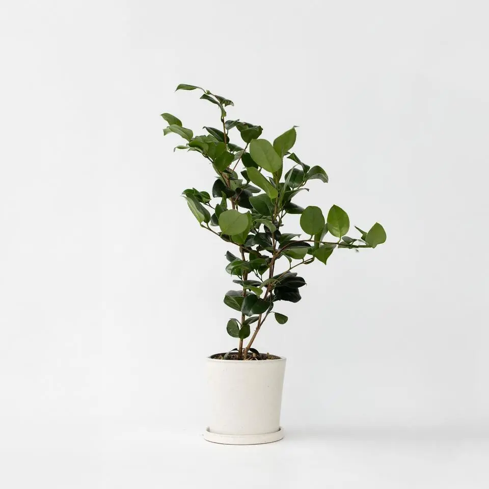 Japanse Roos - Camellia japonica 'Bonomiana' - Hoogte 50-60cm - ⌀15cm