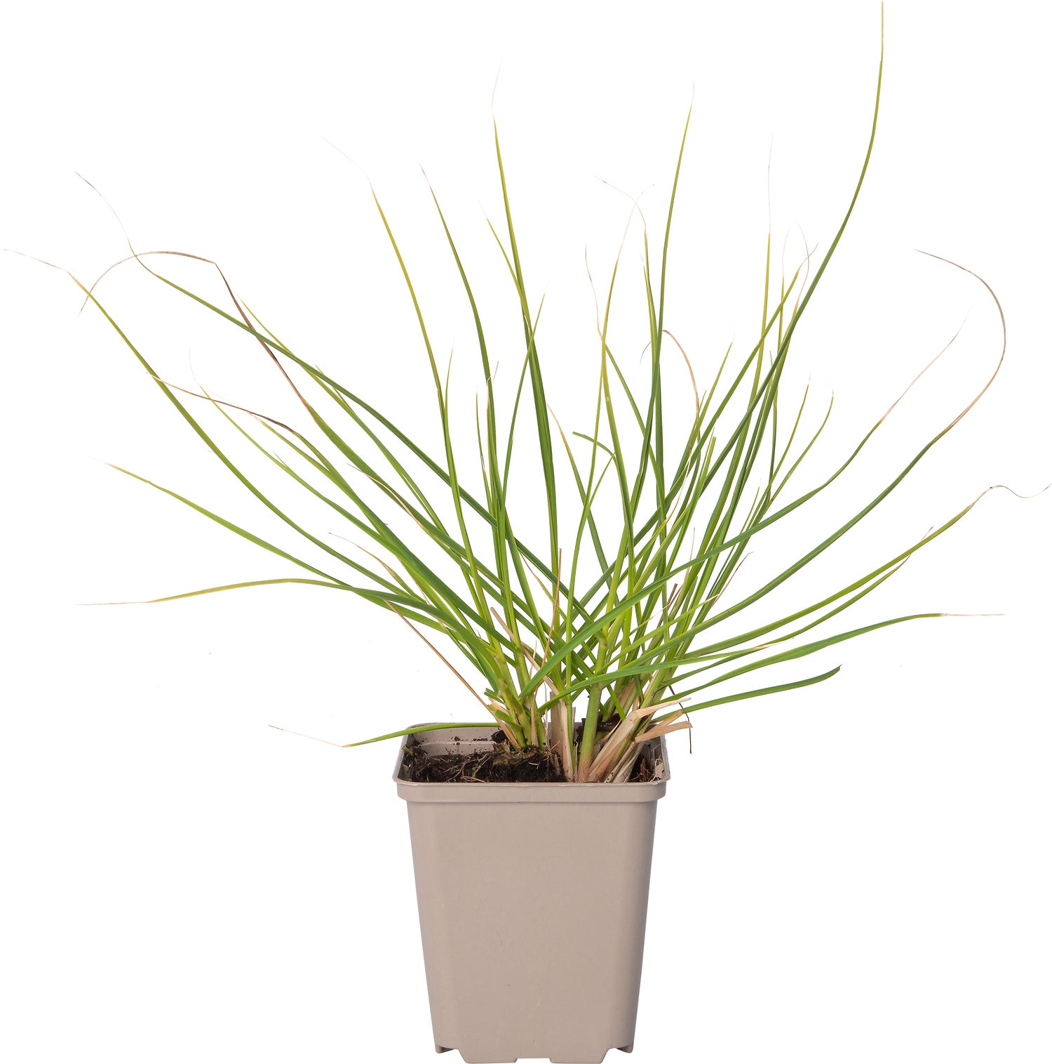 Pampasgras (Cortaderia selloana 'Rosea') D 9 H 10 cm