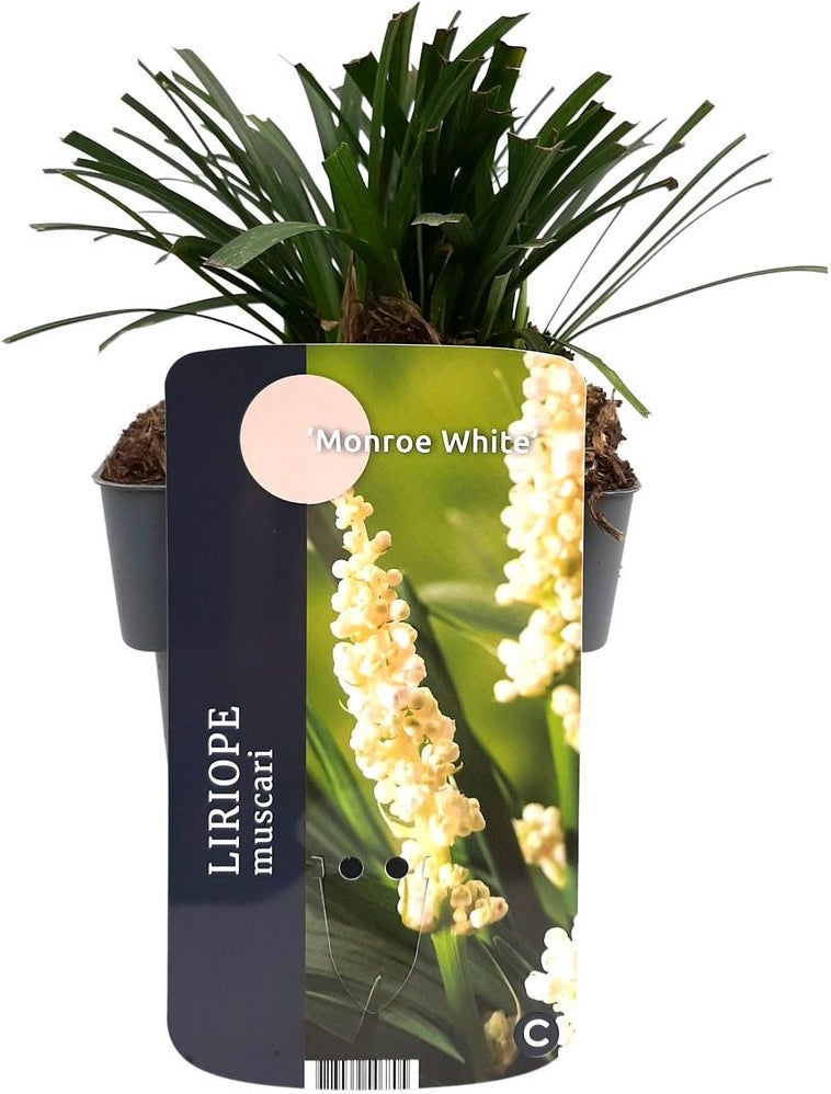 Leliegras (Liriope muscari 'Monroe White') D 17 H 30 cm