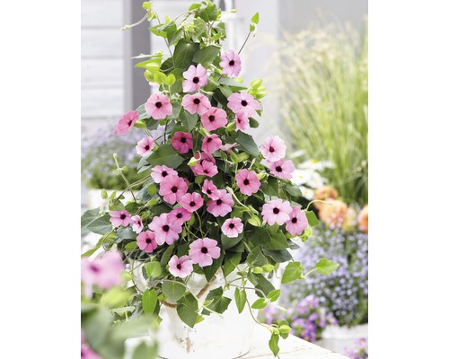 Roze Black-eyed Susan Pyramid (Thunbergia alata) Totale hoogte ca. 90 cm Ø 19 cm pot