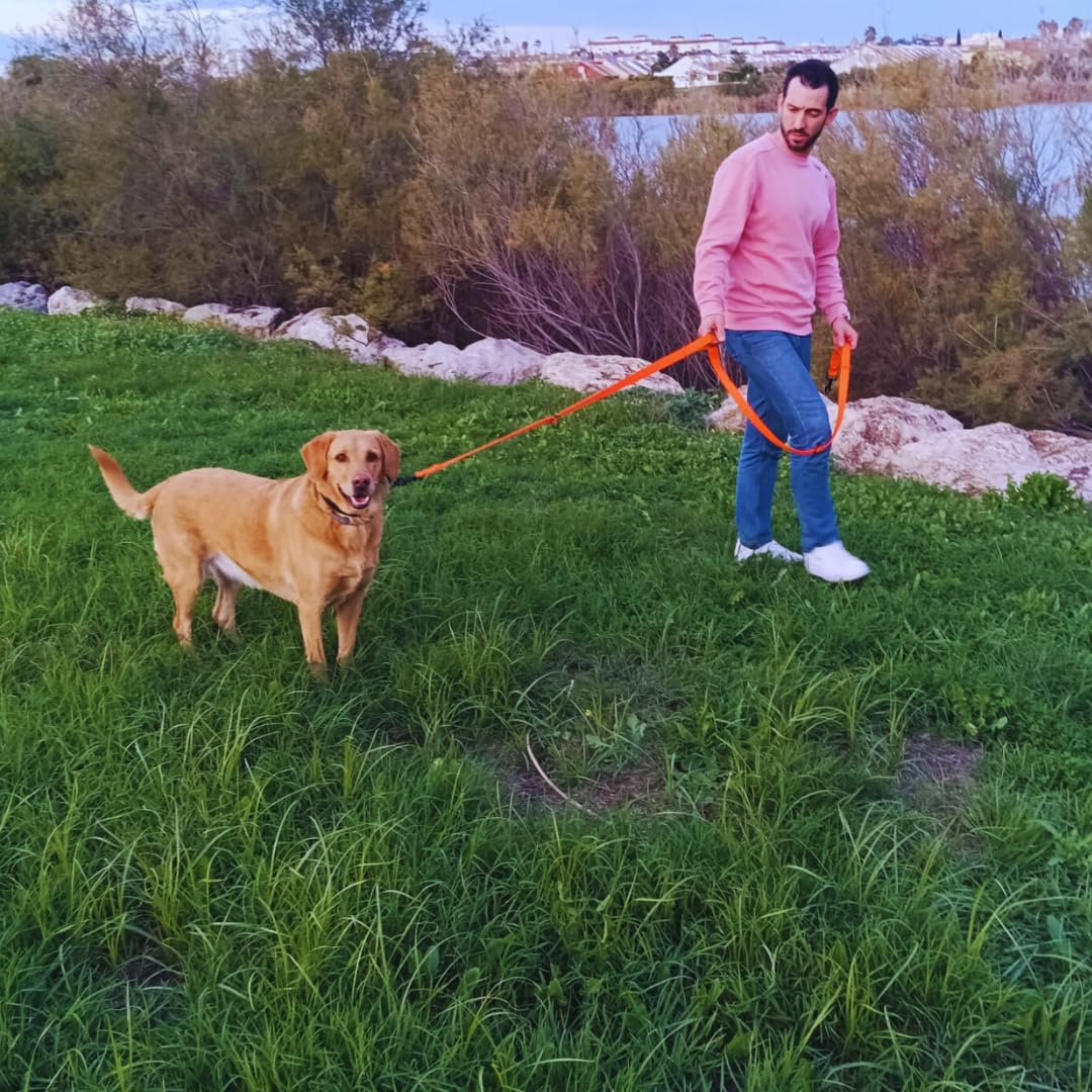 Guia para cães EGV com múltiplas posições e alça dupla de neoprene. Guia para cães que permite o uso com as mãos livres, com 2,5 metros de comprimento. (Laranja)