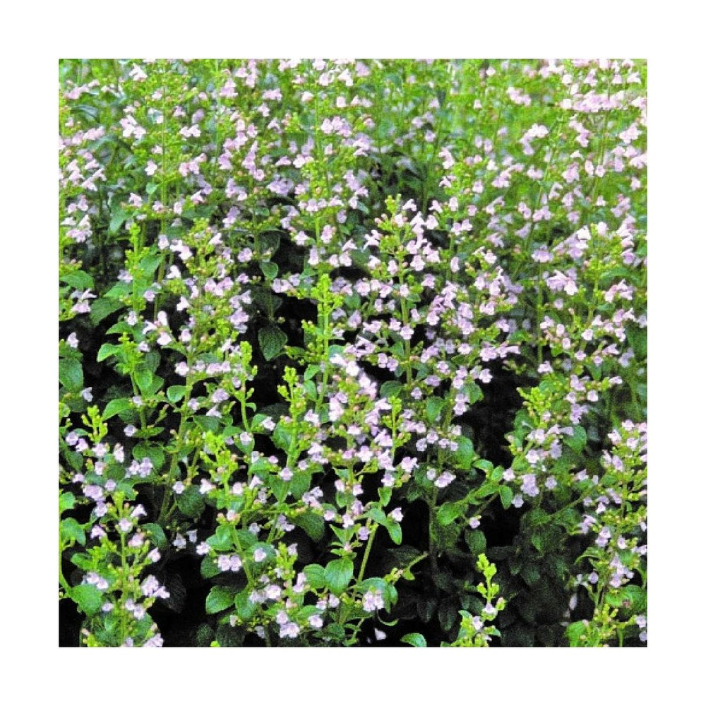 Petit calament blue cloud/calamintha nepeta blue cloud[-]godet