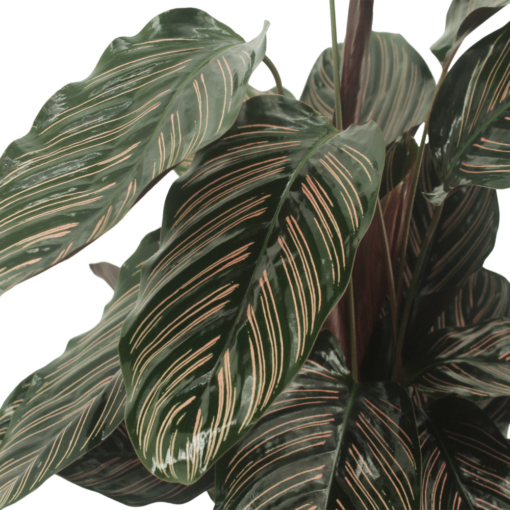 Plante d'intérieur - calathea ornata - lot de 2 50cm